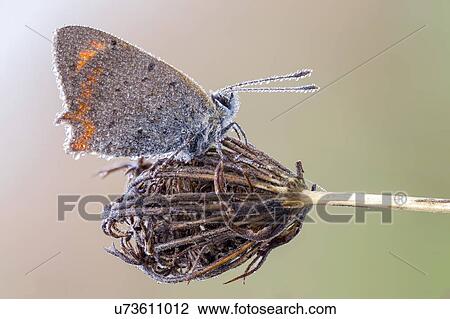 Small copper butterfly View Large Photo Image Stock Image - Small copper butterfly. Fotosearch