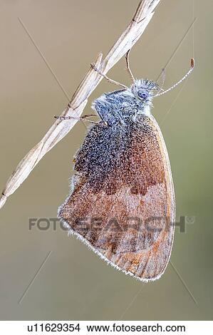 Picture - Small heat butterfly. Fotosearch