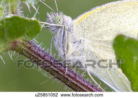 Stock Image - Small white butterfly. Fotosearch
