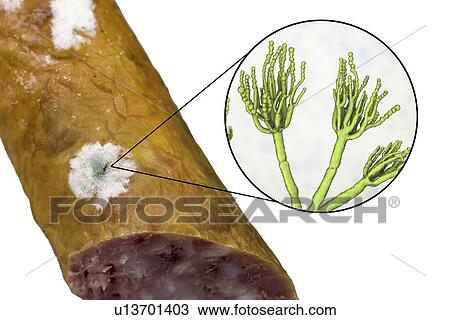 Stock Image - Smoked sausage with mould, composite image. Fotosearch