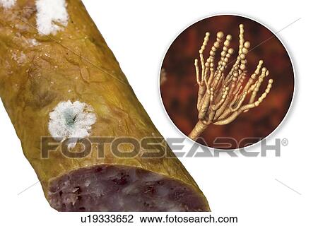 Stock Image - Smoked sausage with mould, composite image. Fotosearch