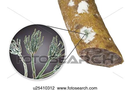 Smoked sausage with mould, composite image View Large Photo Image Stock Image - Smoked sausage with mould, composite image. Fotosearch