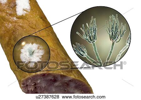 Smoked sausage with mould, composite image View Large Photo Image Stock Photo - Smoked sausage with mould, composite image. Fotosearch