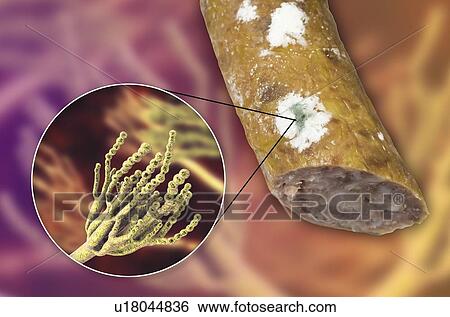 Stock Photograph - Smoked sausage with mould, composite image. Fotosearch
