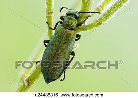 Spanish fly View Large Photo Image Stock Photograph - Spanish fly. Fotosearch