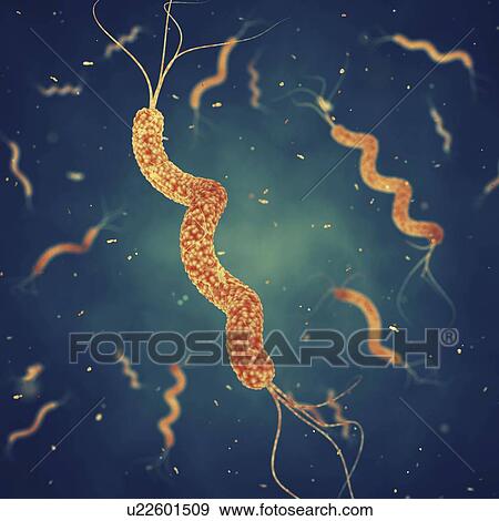 Stock Photo - Spirillum bacteria, illustration. Fotosearch