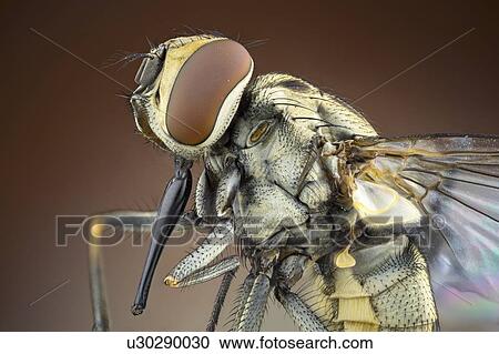 Stock Image - Stable fly. Fotosearch