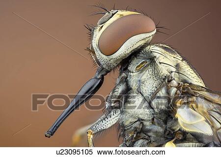 Stock Photography - Stable fly. Fotosearch