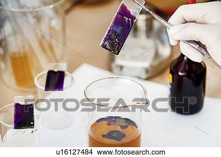 Staining microscope slide View Large Photo Image Picture - Staining microscope slide. Fotosearch