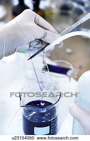 Stock Image - Staining microscope slide. Fotosearch