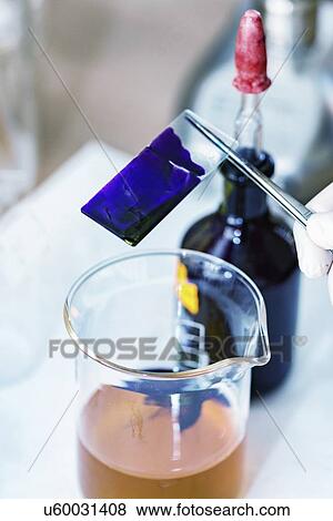 Stock Photo - Staining microscope slide. Fotosearch