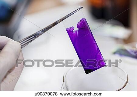 Stock Photo - Staining microscope slide. Fotosearch