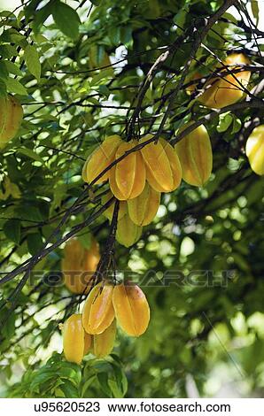 Stock Image - Starfruit on tree. Fotosearch