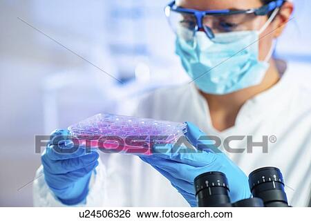 Stem cell researcher working in laboratory View Large Photo Image Stock Photograph - Stem cell researcher working in laboratory. Fotosearch