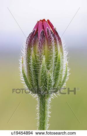 Picture - Stinking hawks beard wildflower. Fotosearch
