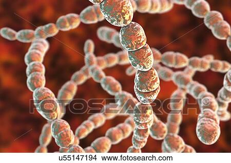 Picture - Streptococcus thermophilus bacteria, illustration. Fotosearch
