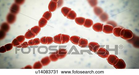 Stock Image - Streptococcus thermophilus bacteria, illustration. Fotosearch