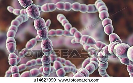 Stock Image - Streptococcus thermophilus bacteria, illustration. Fotosearch