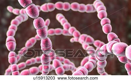 Stock Image - Streptococcus thermophilus bacteria, illustration. Fotosearch