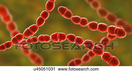 Streptococcus thermophilus bacteria, illustration View Large Photo Image Stock Image - Streptococcus thermophilus bacteria, illustration. Fotosearch