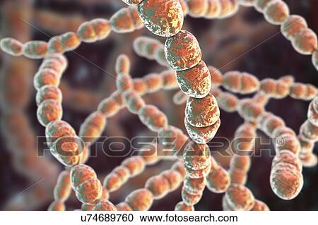 Streptococcus thermophilus bacteria, illustration View Large Photo Image Stock Image - Streptococcus thermophilus bacteria, illustration. Fotosearch