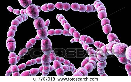 Streptococcus thermophilus bacteria, illustration View Large Photo Image Stock Photo - Streptococcus thermophilus bacteria, illustration. Fotosearch