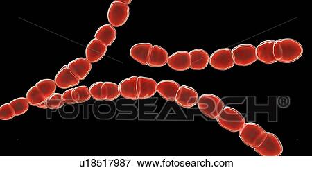 Streptococcus thermophilus bacteria, illustration View Large Photo Image Stock Photo - Streptococcus thermophilus bacteria, illustration. Fotosearch