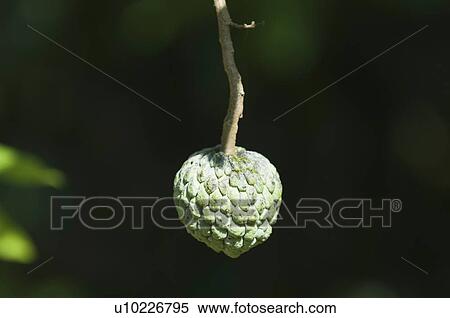 Sugar apple View Large Photo Image Stock Photography - Sugar apple. Fotosearch