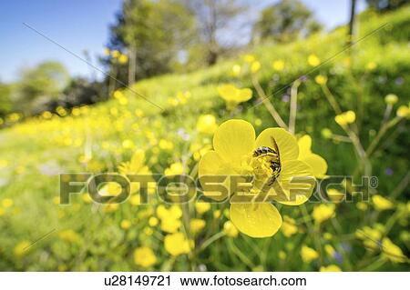 Sweat bee no buttercup flower View Large Photo Image Stock Image - Sweat bee no buttercup flower. Fotosearch