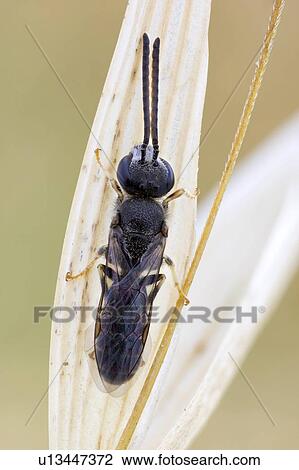 Sweat bee View Large Photo Image Stock Image - Sweat bee. Fotosearch
