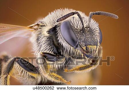 Sweat bee View Large Photo Image Stock Image - Sweat bee. Fotosearch