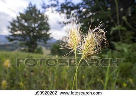 Sweat bee View Large Photo Image Stock Image - Sweat bee. Fotosearch