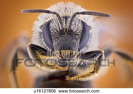 Stock Photograph - Sweat bee. Fotosearch