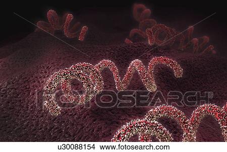 Picture - Syphilis bacteria, illustration. Fotosearch