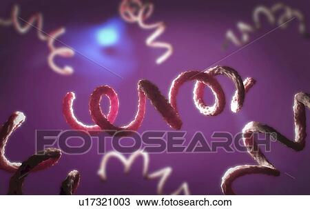 Stock Image - Syphilis bacteria, illustration. Fotosearch