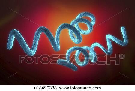 Stock Photo - Syphilis bacteria, illustration. Fotosearch