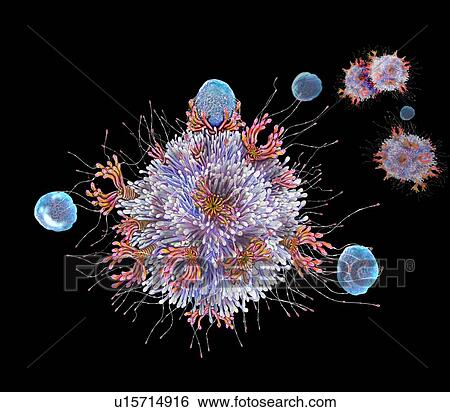 Stock Photograph - T cell binding antigen, illustration. Fotosearch