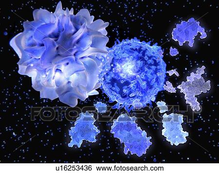 Stock Photograph - T helper cell and interleukin molecules, illustration. Fotosearch