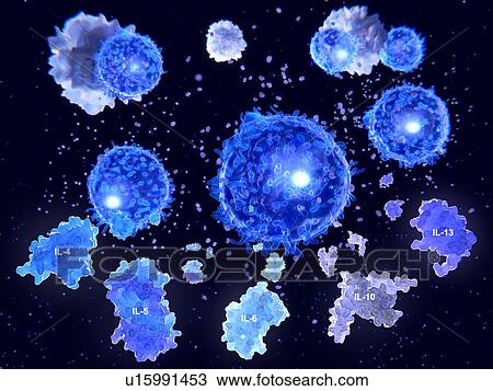 Stock Image - T helper cells and interleukin molecules, illustration. Fotosearch