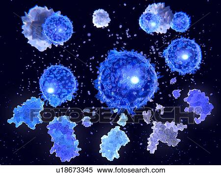 Stock Photography - T helper cells and interleukin molecules, illustration. Fotosearch
