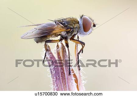Stock Image - Tachinid fly. Fotosearch