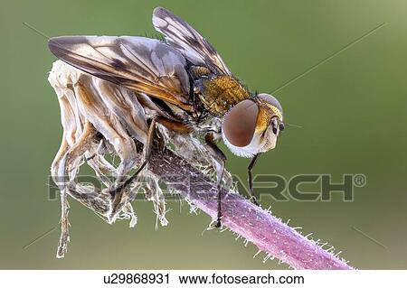 Stock Image - Tachinid fly. Fotosearch