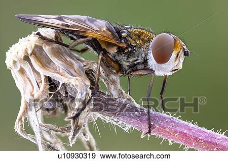 Tachinid fly View Large Photo Image Stock Photo - Tachinid fly. Fotosearch