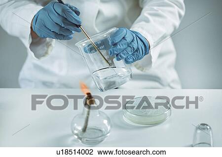 Stock Image - Taking sample with inoculation loop. Fotosearch