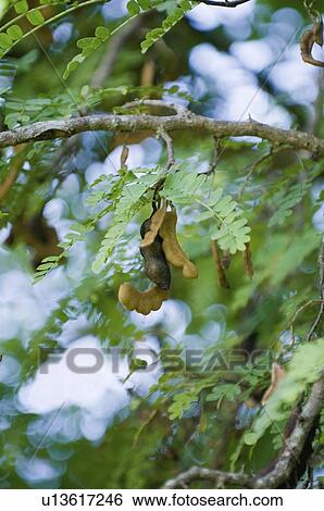 Stock Photograph - Tamarind tree. Fotosearch