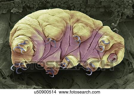 Picture - Tardigrade, SEM. Fotosearch