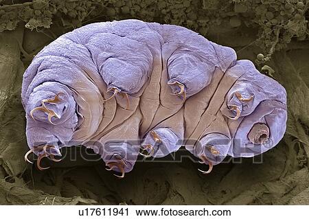 Stock Image - Tardigrade, SEM. Fotosearch