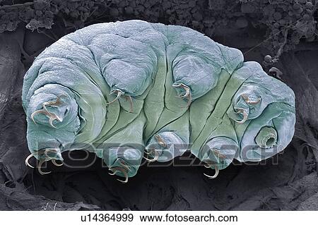 Stock Photo - Tardigrade, SEM. Fotosearch