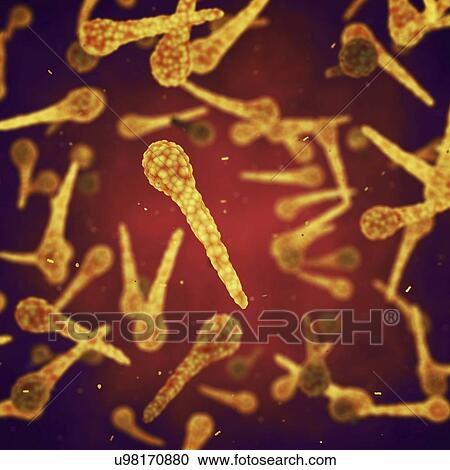 Stock Image - Tetanus bacteria, illustration. Fotosearch