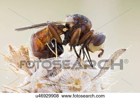 Thick headed fly View Large Photo Image Stock Photo - Thick headed fly. Fotosearch